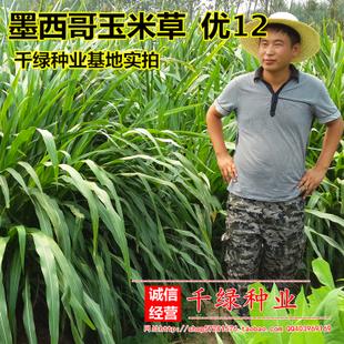 墨西哥玉米草种子 优12 阔叶羊牛饲料籽耐旱贫瘠高产南方牧草批发