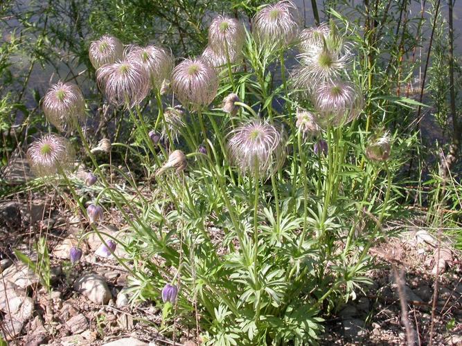 日月峡中草药:兴安白头翁