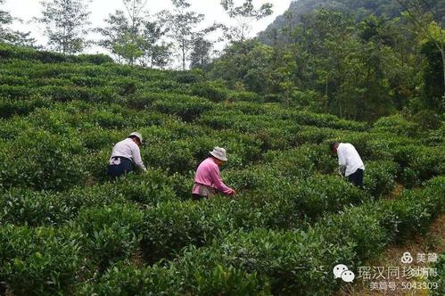 罗坑茶(珍汉同珍)