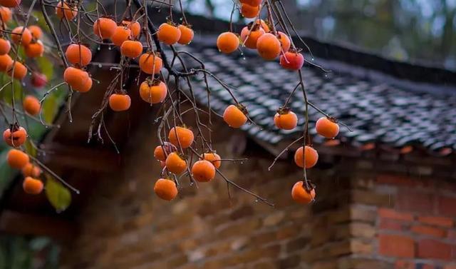 老话讲一个柿子十副药说的是什么意思医生说明情况