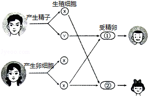 结合如图图解,请你来回答关于人的性别遗传的问题.