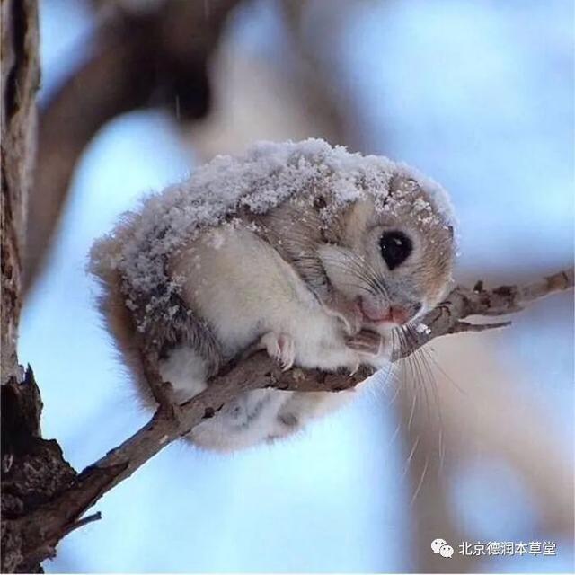 冻死的寒号鸟是什么动物?