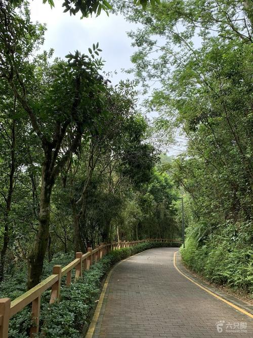 巡行:茜坑绿道(大和路口-大水坑水库)