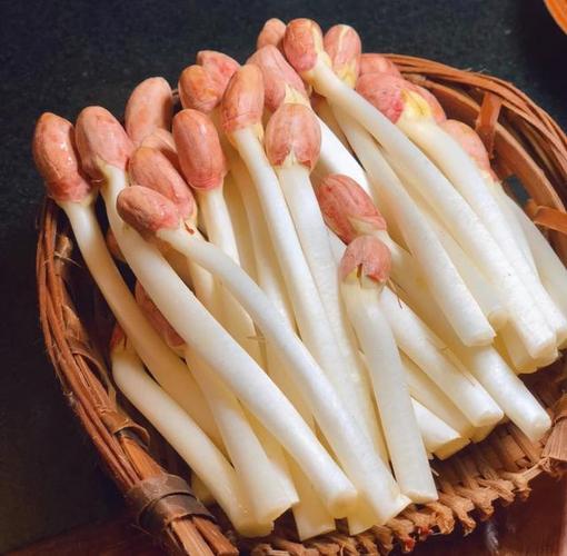 原来花生芽可以吃用花生芽炒肉丝最好吃脆嫩爽口美味又营养