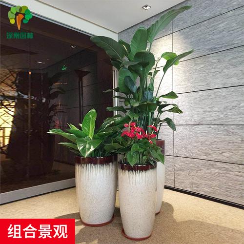 植物组合景观高端花卉绿植绿萝金钱树钱树发财树大型绿植