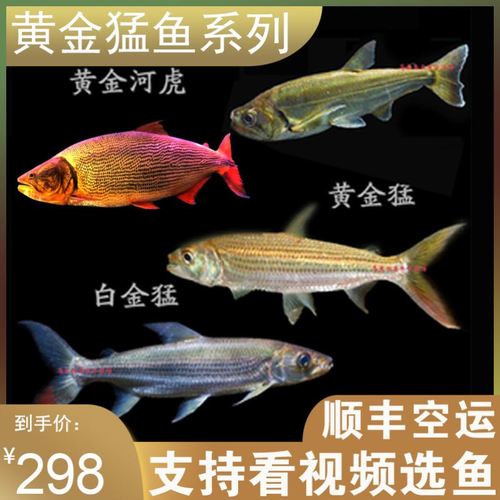 加拉辛猛鱼哥伦比亚巨暴黄金白金黄金河虎泰庞海鲢活体观赏淡水鱼