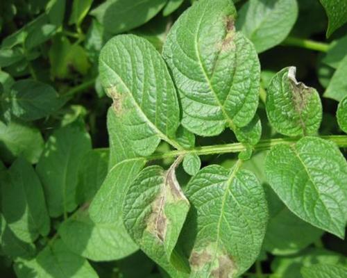 马铃薯晚疫病发病图片