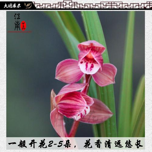 春剑珍品荷瓣 学林荷 冬带浓香花苞出售 好养花卉绿植盆栽兰花苗_5折