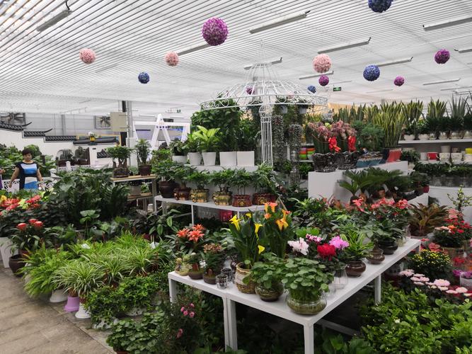 北京玉泉营花卉市场2o18年8月18日