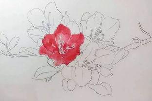 画观察杜鹃花的手抄报 花的手抄报