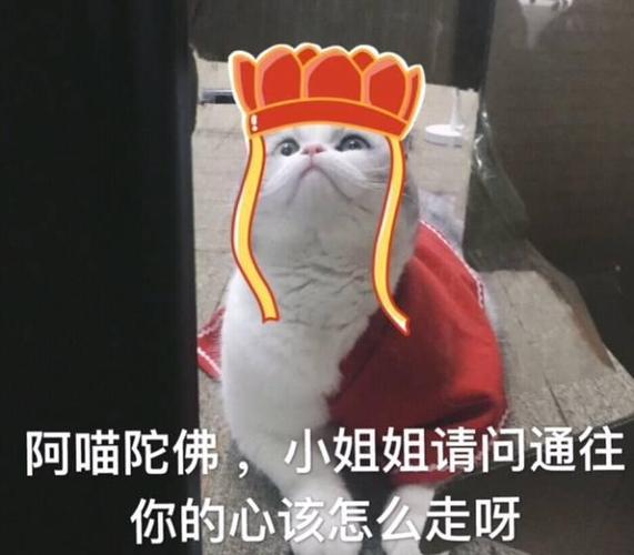今日热门搞笑表情包:阿喵陀佛,小姐姐,请问通往你的心