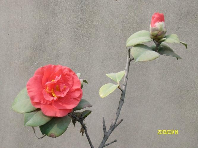 一花刚吐鹤顶红—红山茶(注一)