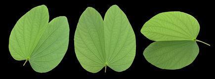 紫荆的叶子简笔画