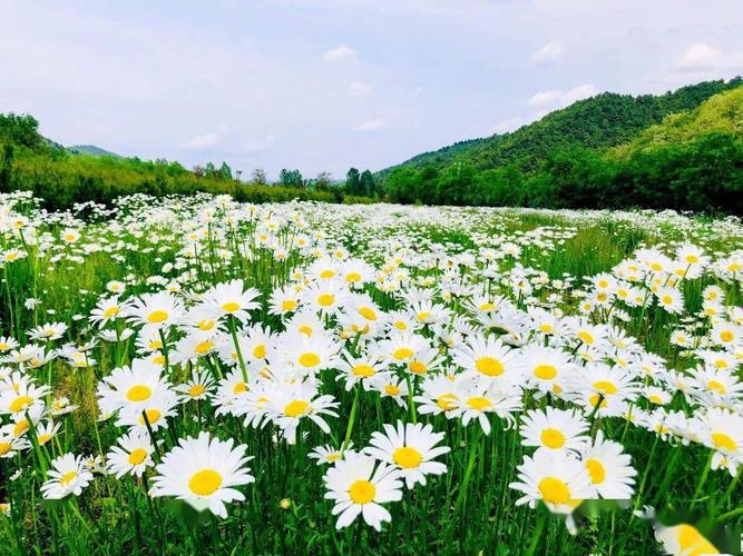 来了,玉华宫春季赏花图鉴_花海