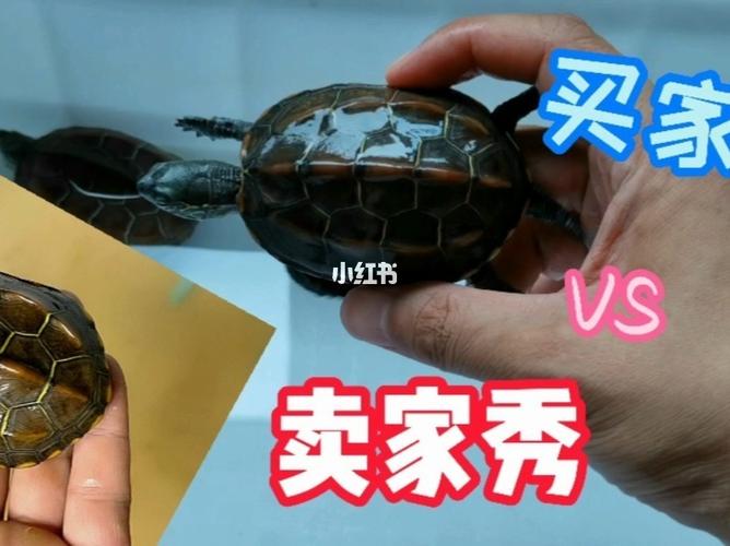 草龟买家秀vs卖家秀,邀请你过来鉴赏!_买家秀vs卖家秀