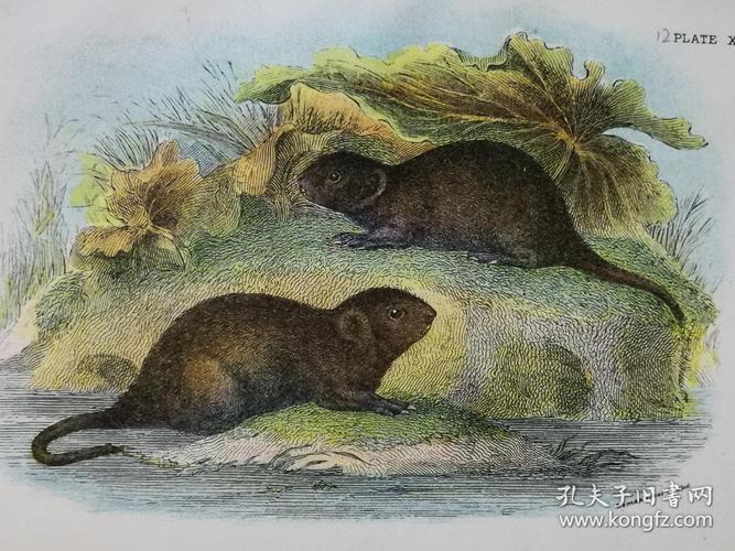 1896年彩色雕刻版画,哺乳动物图谱《水田鼠water vole