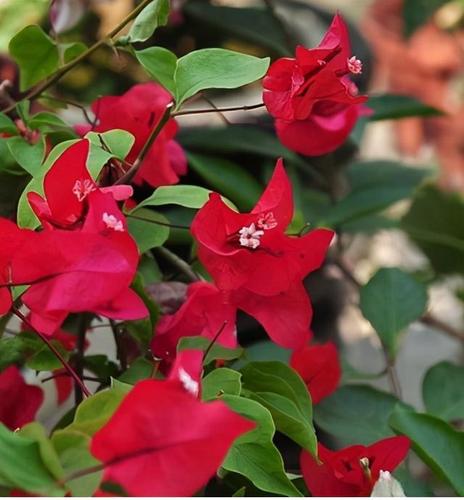 三角梅品种推荐:红雀三角梅