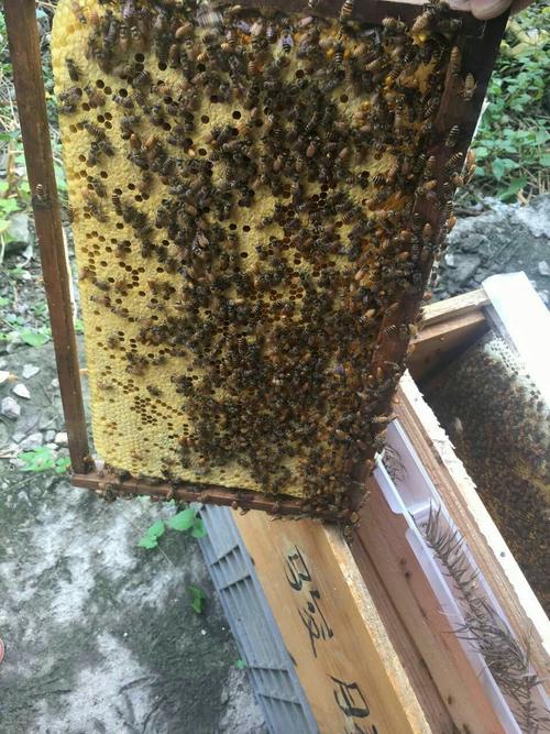 包邮中蜂蜂群笼蜂中华蜜蜂无王群救弱群壮大裙势蜂群活体蜜蜂蜂群