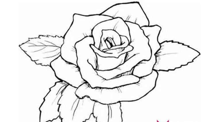 情人节玫瑰花简笔画