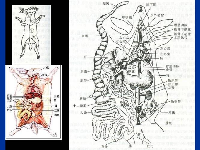 实验_家兔的外形观察和内部解剖ppt