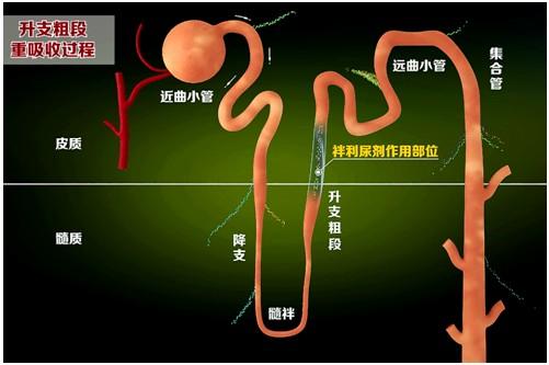 利尿剂