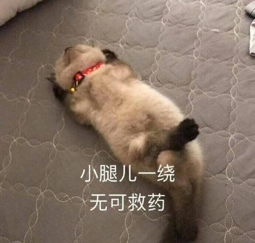 小腿儿一绕无可救药一绕无可救药小腿表情