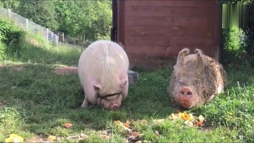 不支持最新的video播放 00:00 00:43 00:43 为您推荐: 即使你变成了猪