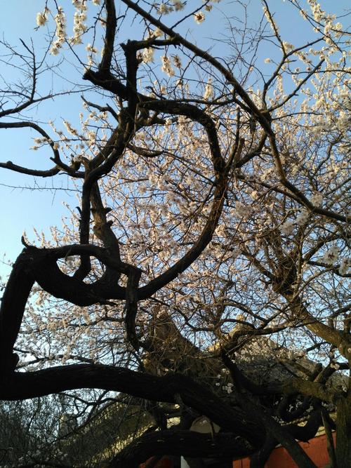 书法肇自然之功 虬枝老干证悟书法