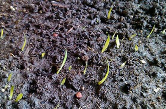 蝴蝶兰有种子吗蝴蝶兰种子价格0105元一粒