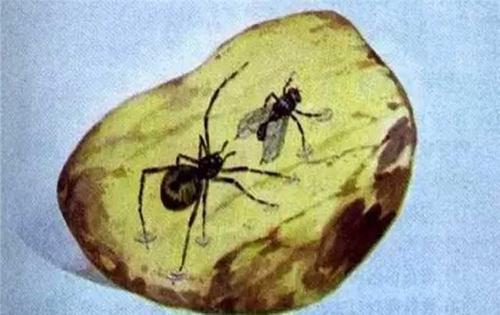 4100万年前的琥珀中,科学家发现交配的苍蝇,可惜没能完成!