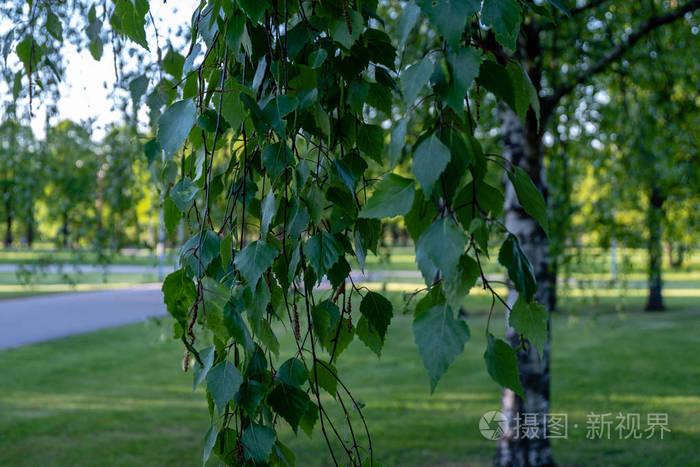 桦树树叶和树枝反对黑暗背景与太阳射线在日出.娱乐与