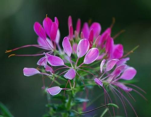 自然界神奇的6种变色花,是不是大开眼界呢?