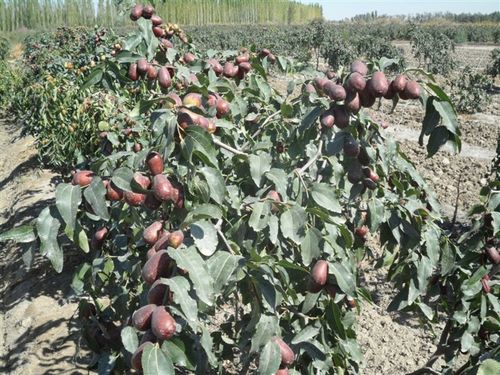 新疆红枣示范基地