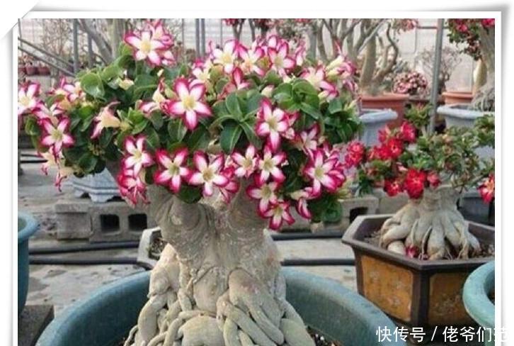 阿拉伯沙漠玫瑰和多花沙漠玫瑰