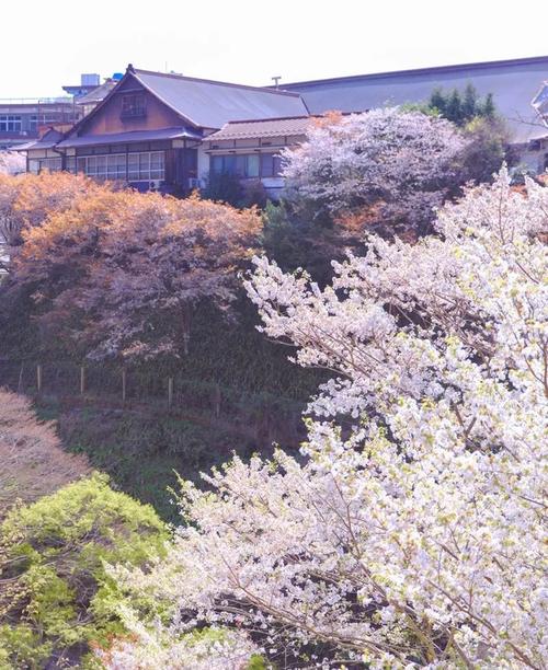 3月到4月中旬是吉野山的花期,樱花按"山麓千本","山腹千本","山上