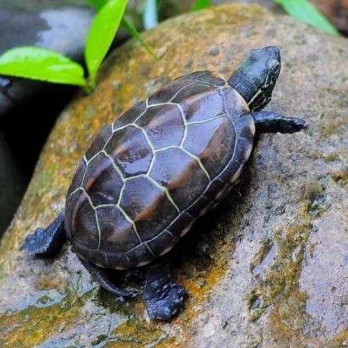 常见的乌龟品种有哪些?