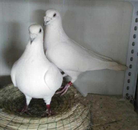 杨阿腾信鸽紫罗兰信鸽活体纯白白色信鸽子信鸽比利时小鸽子信鸽