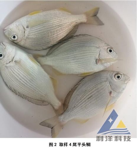 每周一例平头鲷感染真鲷虹彩病毒死亡