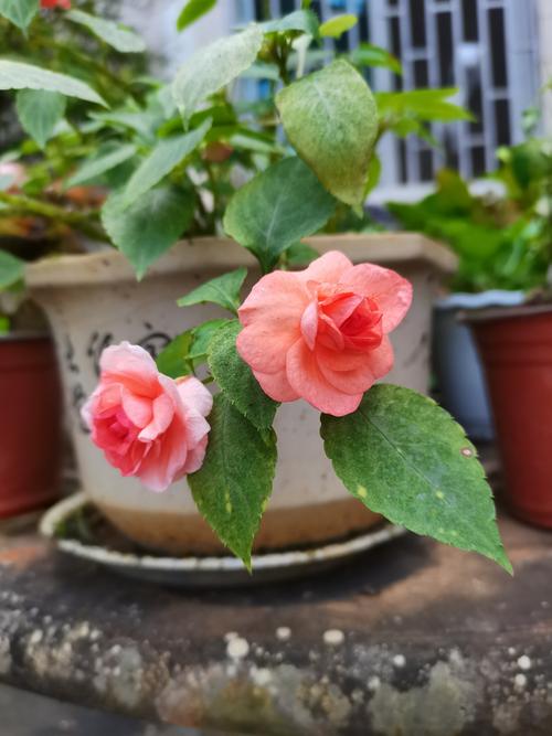 玻璃翠花