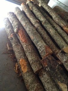 金丝楠木大叶楠厂家产品