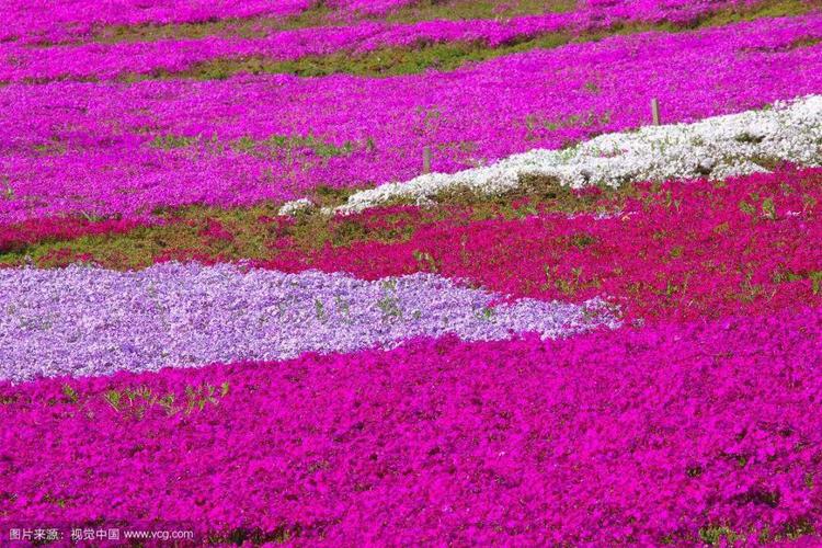 每日一花福禄考