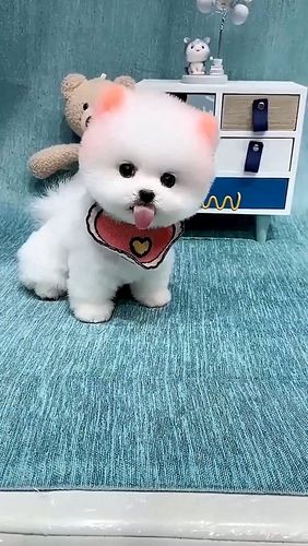 卖萌的茶杯犬_卖萌_茶杯犬_宠物_萌宠_宠物_狗_晒狗