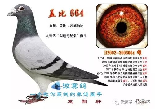 鸽赏图龙翔轩基础种鸽欣赏