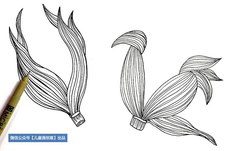 4.另外准备一张纸,画出玉米的叶子,注意它的造型变化.