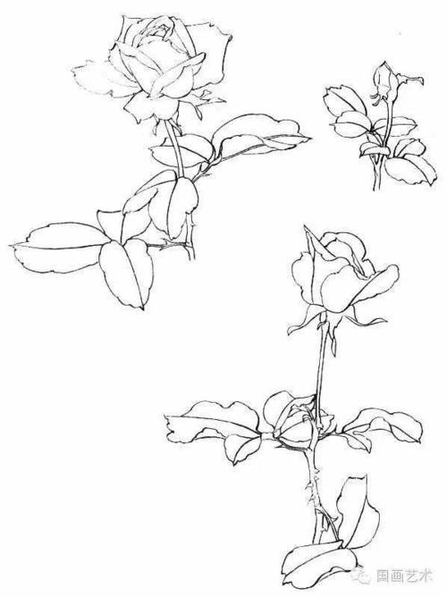 技法教程 |工笔月季画法解析图文并茂美哉