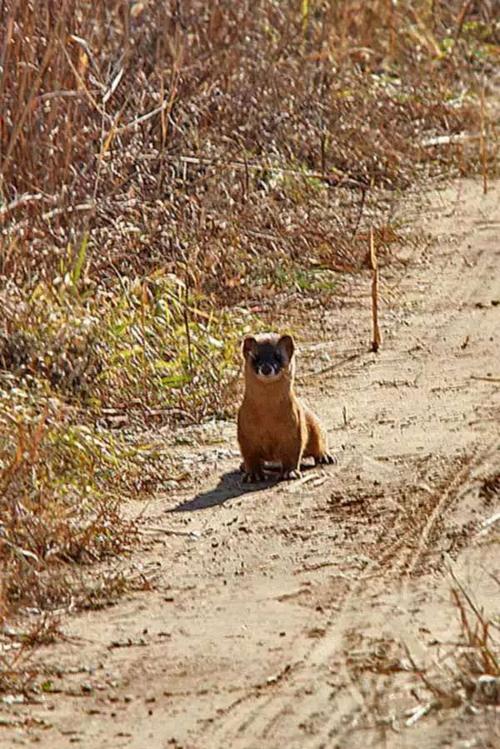 黄鼠狼:凭什么要我拜年?你们连我的照片都搞错!
