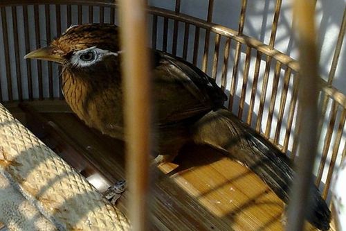 画眉鸟种类有哪些?