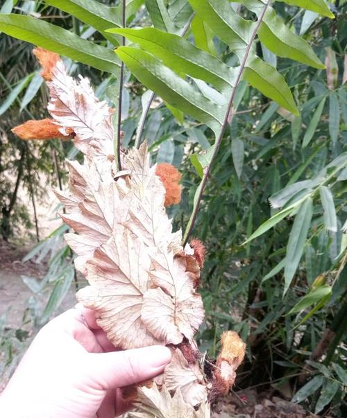 贵州常见药草——槲蕨