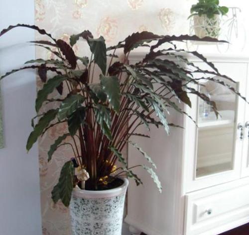 客厅养花,不如养盆"花中精品" 紫背竹芋,富丽堂皇,亭亭玉立