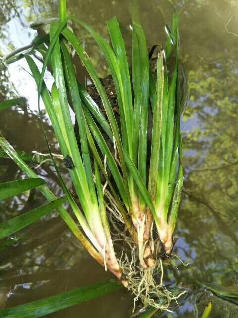 吉祥草出售基地直销苗价格低质量好量大实惠